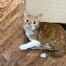 @739252076