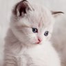 @810539035