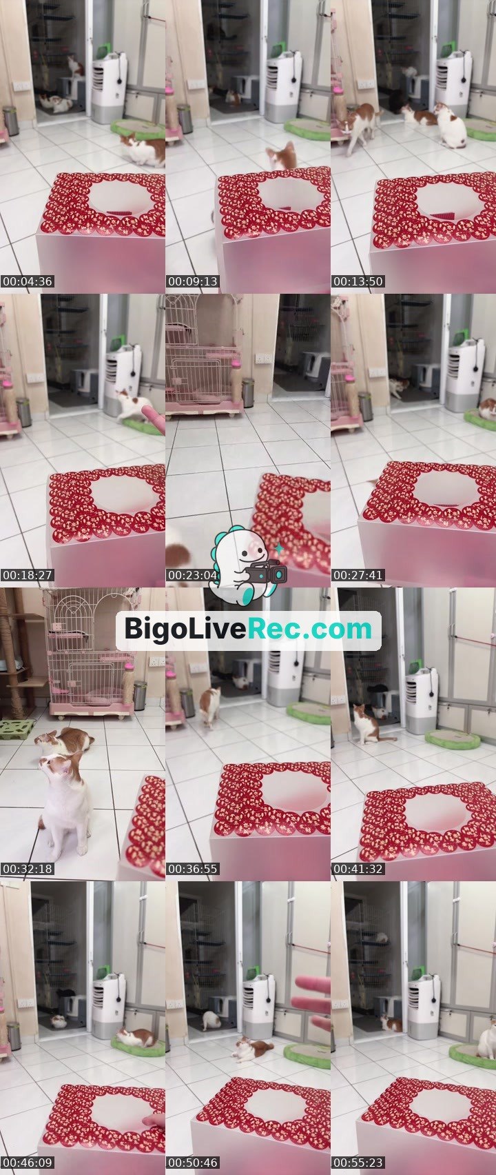 Bigo live: Game start🤪💖🎮 by @ak47_spicy